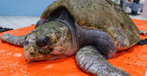 Seltener Koloss zwischen 150 angespülten Schildkröten gefunden